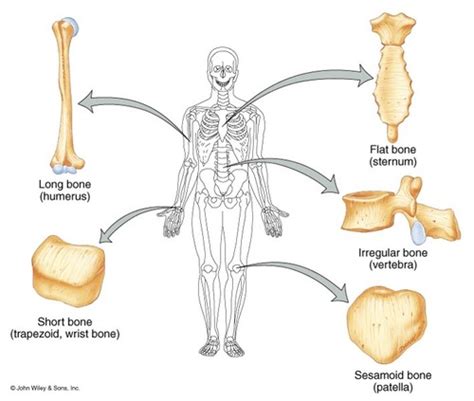 Anatomy Physiology Lecture Spine Thorax And Actions Of The