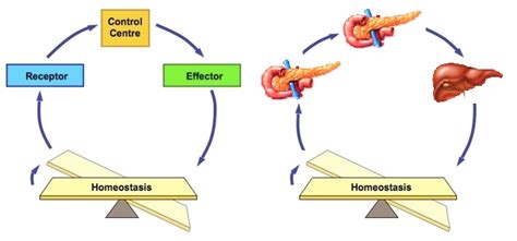 Glucose feedback