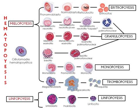 Fisiología Facultad De Medicina Hematopoyesis