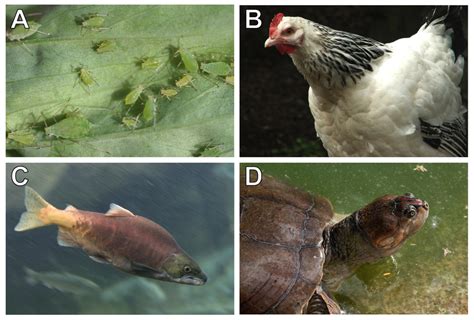 Examples Of Animals That Exhibit Microbial Maternal Transmission A