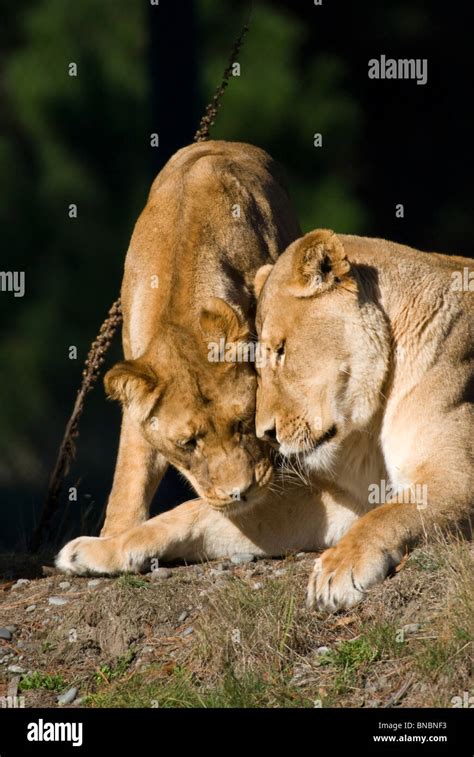 Captive Panthera Hi Res Stock Photography And Images Alamy