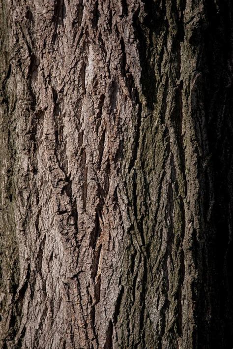 Old Tree Bark Texture Tree Detail Texture Stock Image Image Of Line