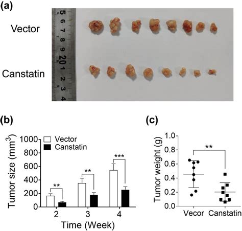 Canstatin Overexpression Inhibits Xenograft Tumor Growth In Nude Mice