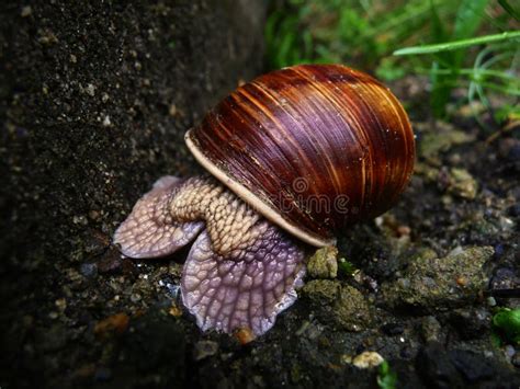 195 Hiding Shell Snail Stock Photos Free And Royalty Free Stock Photos