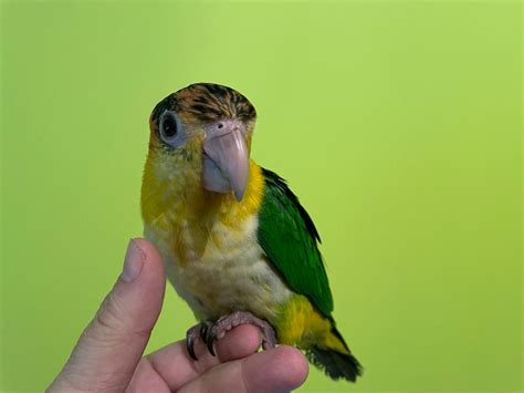 Caique De Cabeza Naranja Descubre Todo Sobre Este P Jaro Ex Tico Y