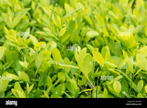 Leaves of coca plant Stock Photo - Alamy