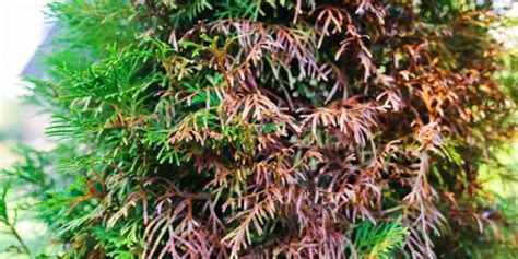 How To Prune Pieris General And Hard Pruning Large Plants