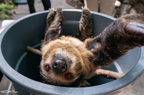 Sloth Selfies Or Slowfies Can Take Up To 20 Minutes To Capture One