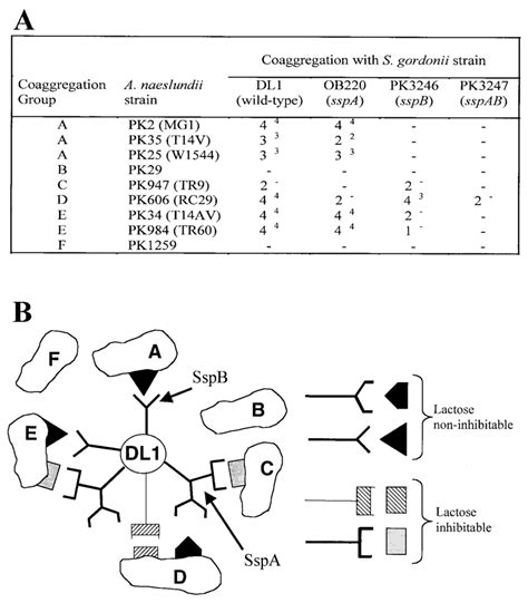 A Coaggregation Of S Gordonii Wild Type Dl And Mutant Strains