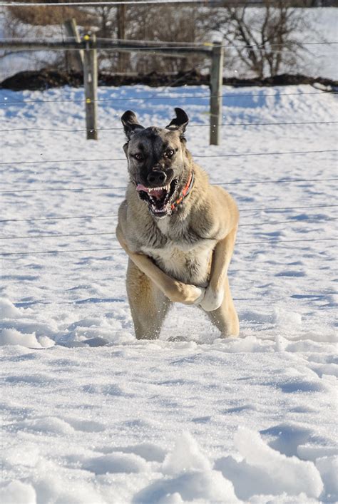 Kangal Dog Vs Wolf