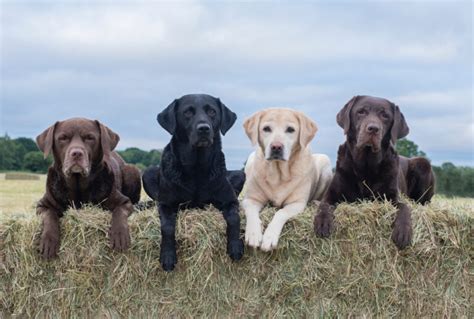 Black Lab Vs Yellow Lab Vs Chocolate Lab - PatchPuppy.com