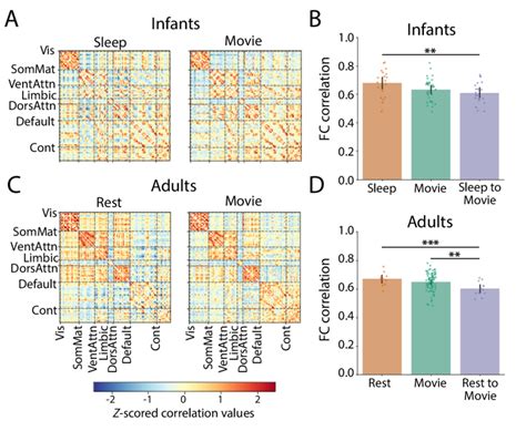 Functional Connectivity In Infants And Adults In Different Behavioral