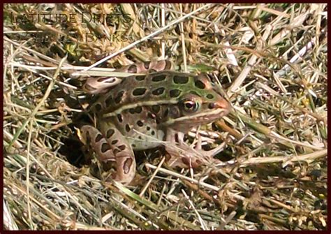 Prairie Nature Northern Leopard Frog Grasslands National Park