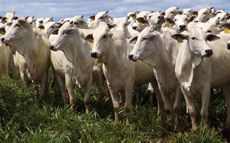 Veja Como Fica O Pre O Da Arroba Nesta Primeira Semana De Maio