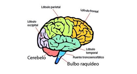 ¿cuáles Son Las Partes Del Cerebro Humano Explicamos Todas Las