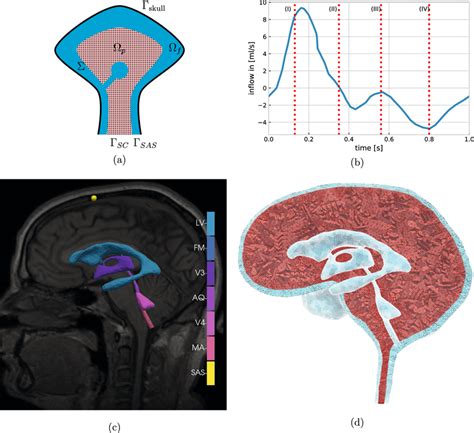 a Sketch of the domains representing the brain parenchyma... | Download ...