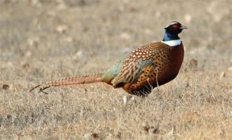 North Dakota Pheasant Season Opens Saturday News Dakota