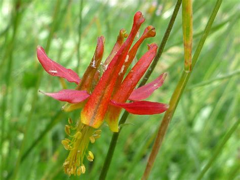 Flower and stem - photos of Aquilegia Formosa, Ranunculaceae