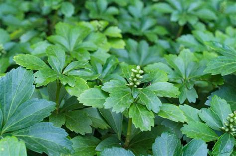 Pachysandra terminalis (Japanese Spurge)