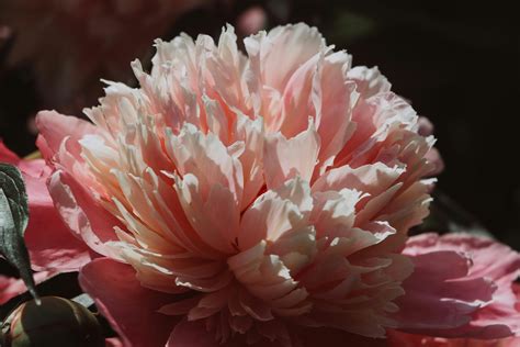 Pink Peonies on a White Background · Free Stock Photo