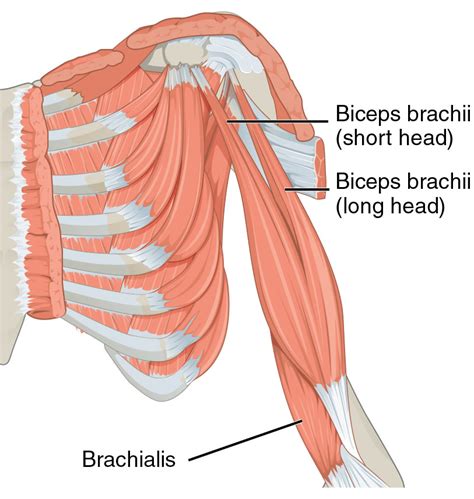 Biceps Brachii