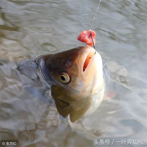 夏季高溫，就得這麼釣鯉魚，連釣兩天都不過癮，一釣一個大魚！ 每日頭條