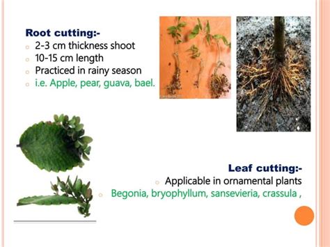 Plant Propagation Methods | PPT