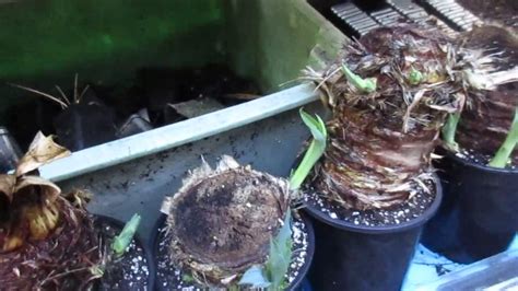 Yucca Gloriosa From Trunk Cuttings Update Youtube