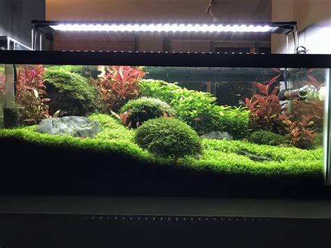 Java Moss Carpet Aquarium Carpet Vidalondon