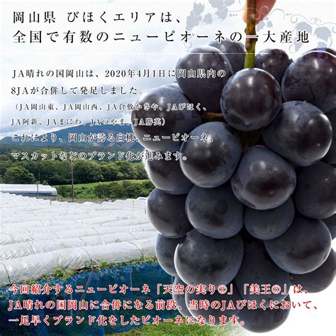 岡山県産 Ja晴れの国岡山 びほくエリア ニューピオーネ 天空の実り「美王r」約12キロ2房 送料無料 ブドウ 葡萄 種なしぶどう