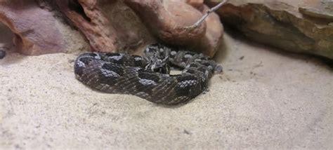 FIRST VENOMOUS SNAKE! Bitis cornuta! : r/reptilekeeper