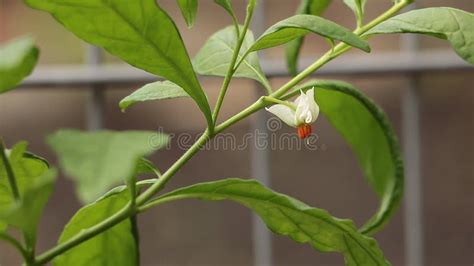 Solanum Pseudocapsicum In Beautiful White Bloom Macro And Tiny Flower