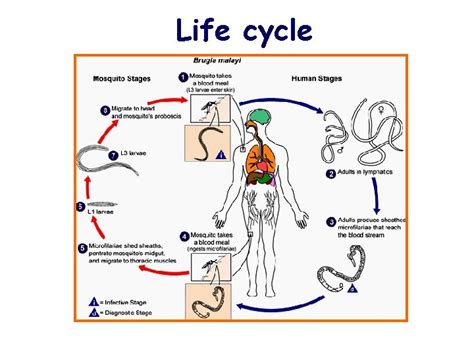 Enterobius Vermicularis Department Of Medical Parasitology Introduction Enterobius