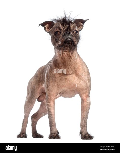 Chinese Crested Hairless Dog Mix