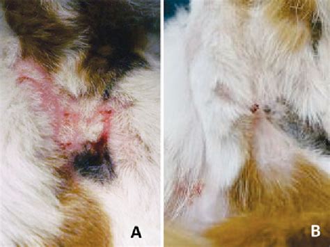 Figure 1 from Bacterial Pseudomycetoma (Botryomycosis) in an FIV-positive Cat FIV陽性猫にみられた細菌性偽菌腫 ...