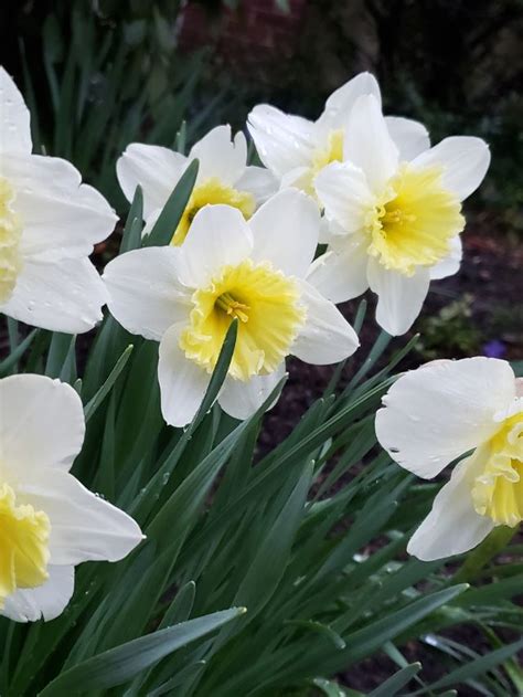 Flower Meaning and Symbolism: What do Daffodils Mean?