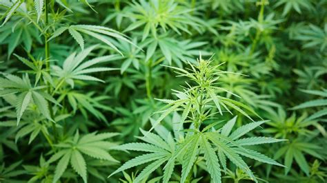 Police Find Cannabis Farm On A House Call In Nottingham News