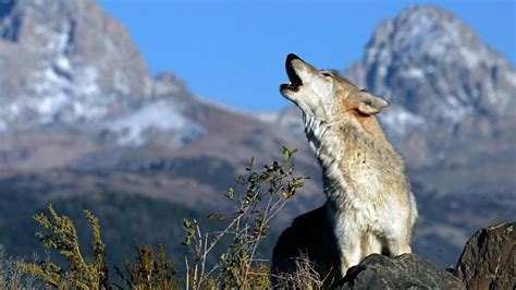 Howling Wolf Wallpaper - WallpaperSafari