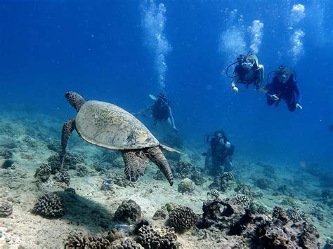 First Time Turtle Scuba Diving Tours Scuba Diving Waikiki