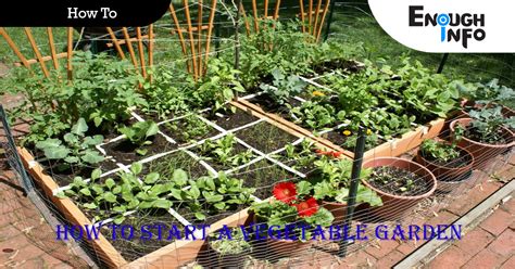 How To Start A Vegetable Garden Enoughinfo Daily Information And