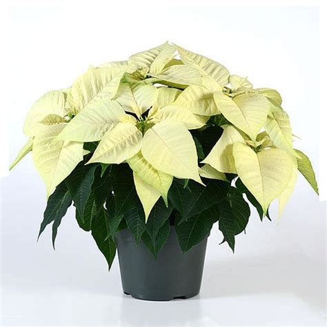 Send White Poinsettia Plant to Lebanon