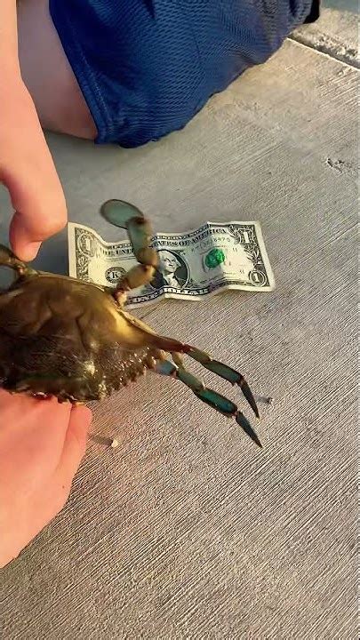 I Found Mrkrabs And Stole His Dollar😱🤣 Youtube