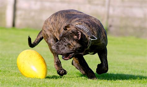 5 Things To Know About The Presa Canario Petful