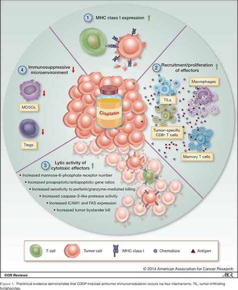 Figure 1 From Cisplatin Induced Antitumor Immunomodulation A Review Of