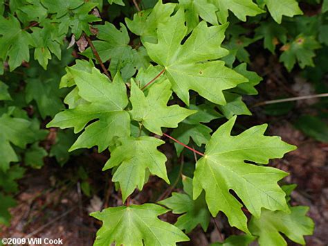 Sugar Maple Tree Leaf Identification