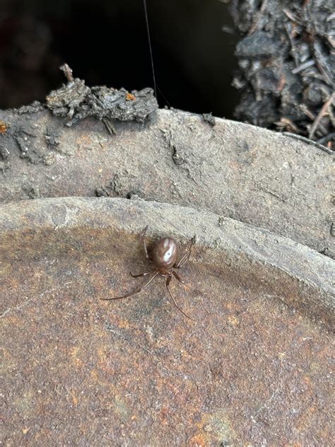 ID request- Boise, Idaho : r/spiders