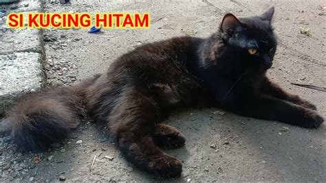 Kucing Anggora Hitam