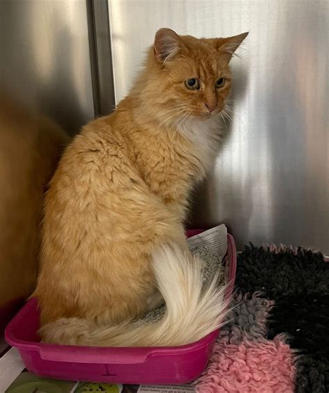 Ginger long haired cat #22584 - DSPCA