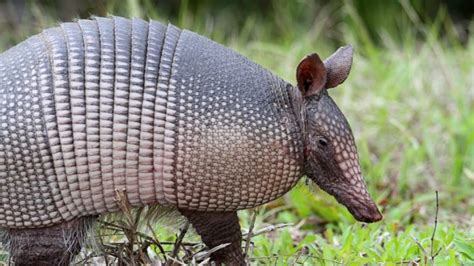 What Do Armadillos Eat Interesting Diet And Eating Habits