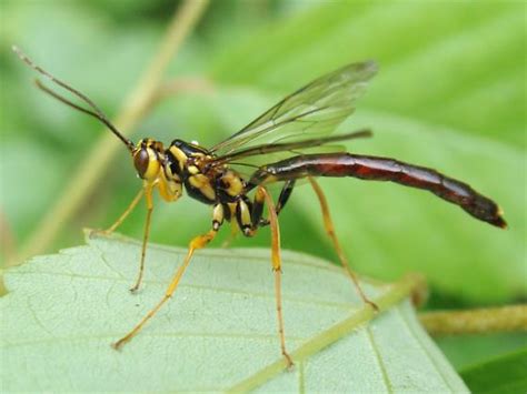 Large Ichneumon Megarhyssa Atrata Bugguide Net